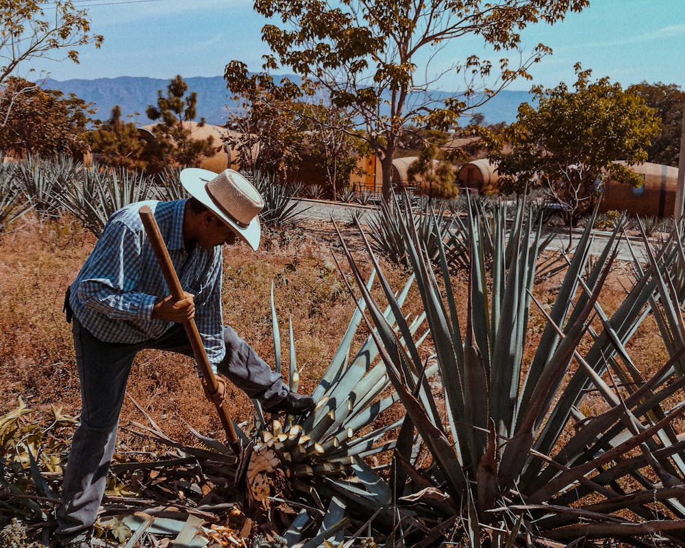 Paisaje de agaves en Sonora